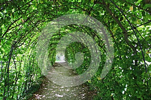 Green tunnel in the garden