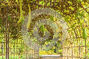 Green tunnel at Suan Luang RAMA IX