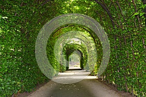 Green tunnel of trees at the garden of the Rijksmuseum, Amsterdam photo