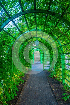 Green tunnel at the upper garden in Estonian capital Tallin