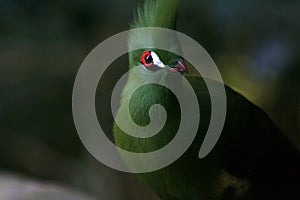 Green Turaco