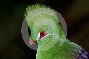 Green turaco portrait photo