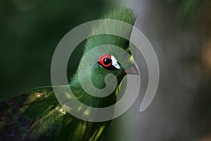 Green Turaco, side view