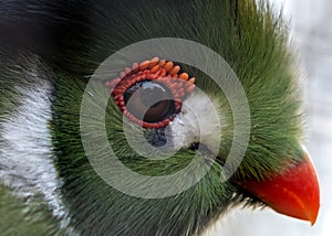 Green Turaco (Tauraco persa) - Emerald Jewel of Sub-Saharan Africa