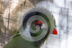 Green Turaco (Tauraco persa) - Emerald Jewel of Sub-Saharan Africa