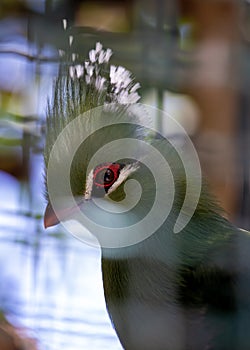 Green Turaco (Tauraco persa) - Emerald Jewel of Sub-Saharan Africa photo