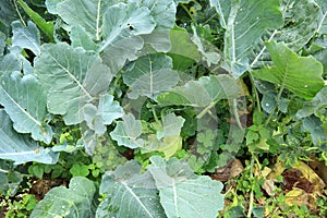 Green turnip plants