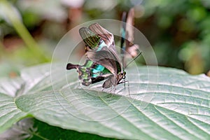 A green turquoise butterfly hangs sitting on a green leaf