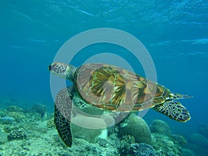 Green turtle