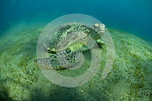 Verde tortuga 