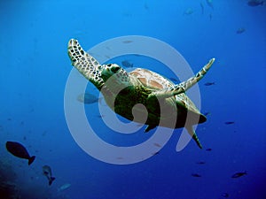 Verde tartaruga 