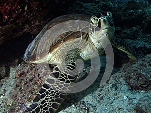 Green Turtle