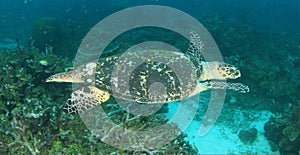 Green turtle