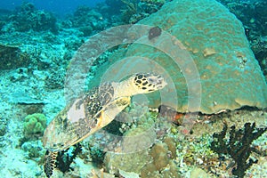 Green turtle