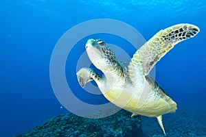 Green Turtle