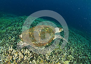 Green turtle