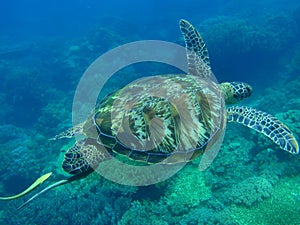 Green turtle