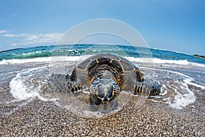 Green Turtle arriving at shore in Hawaii