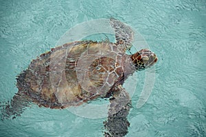 Green turtle photo