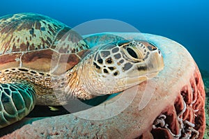 Green Turtle and barrel sponge