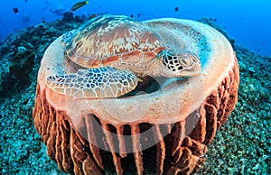 Green Turtle and barrel sponge