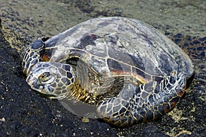 Green Turtle Basking