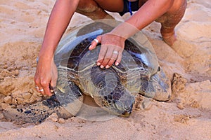 Green turtle on beach being tagged and measured. Fernando de Noronha. Brazil.