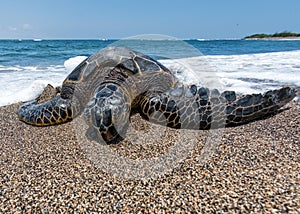 Green Turtle on the beach in Hawaii