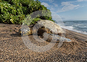 Green Turtle on the beach in Hawaii