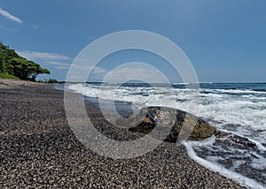 Green Turtle on the beach in Hawaii