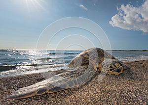 Green Turtle on the beach in Hawaii