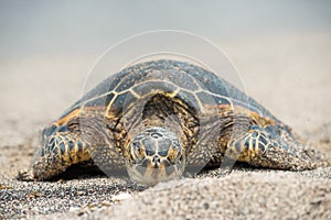 Green Turtle on the beach in Hawaii