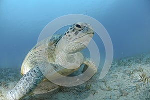 Green turtle on a bed of seagrass. photo