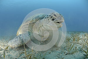 Green turtle on a bed of seagrass. photo