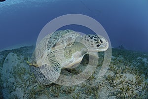 Green turtle on a bed of seagrass.