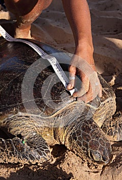 Green turtle being measured and tagged
