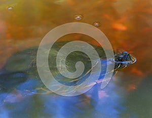 Green turtle breathing on the surface photo