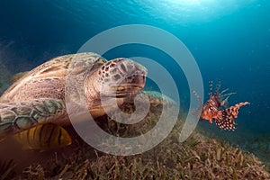 Green turtle and buddy Lionfish in the Red Sea.