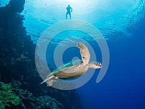 Green Turtle at Bunaken