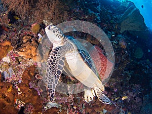 Green Turtle at Bunaken