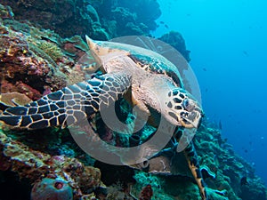 Green Turtle at Bunaken National Park