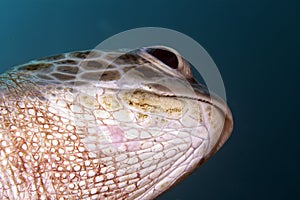 Green turtle (chelonia midas) in the Red Sea.