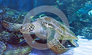 Green turtle Chelonia mydas