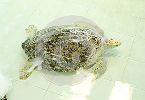 Green turtle or Chelonia mydas