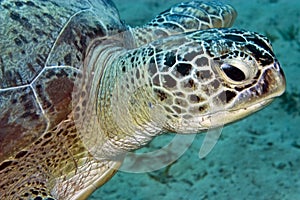 Green turtle (chelonia mydas)