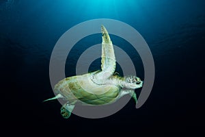 Green Turtle - Chelonia mydas