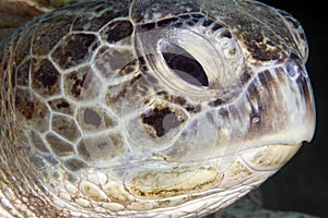 Green turtle (Chelonia mydas) close-up.