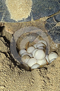 Green Turtle, chelonia mydas, Female laying Eggs on beach, Malaysia