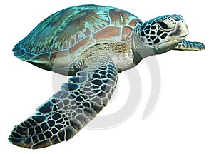 Green turtle (Chelonia mydas) isolated