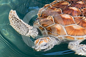 Green turtle Chelonia mydas In the pond